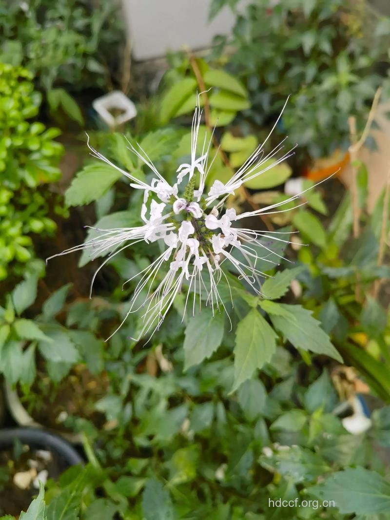 肾结石的中药治疗方法有哪些