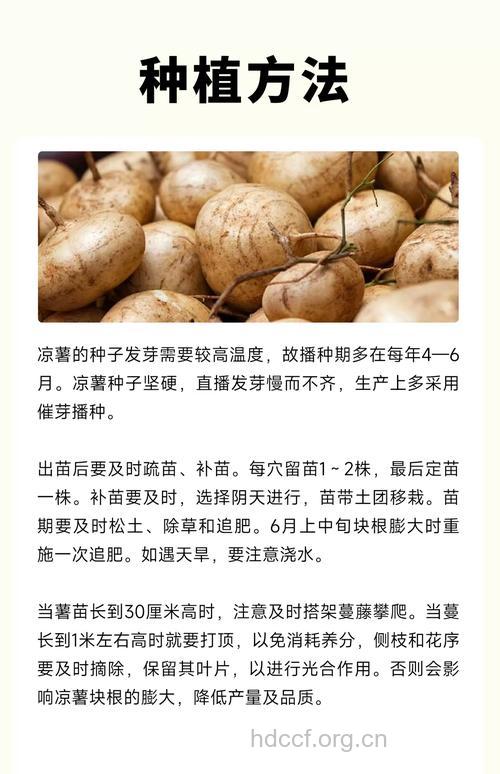 凉薯的营养价值
