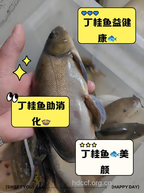 丁桂鱼的营养价值