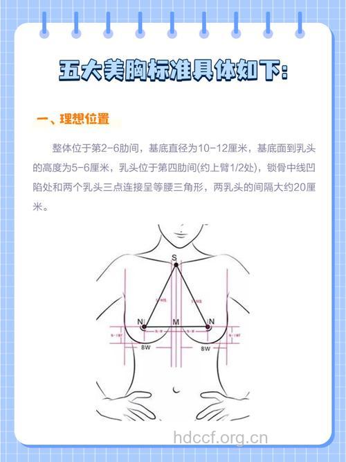 胸部美学有标准 你达标了吗