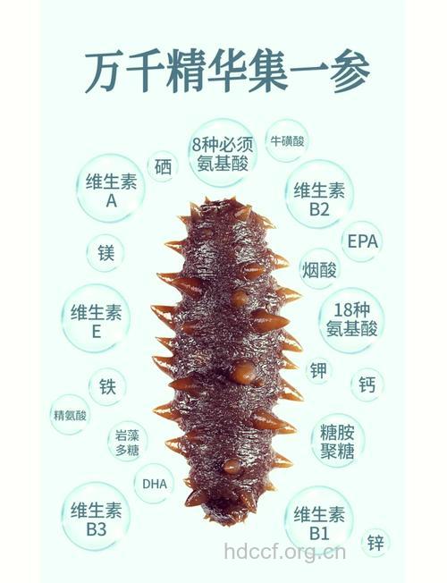海参的营养价值表