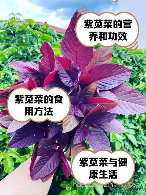 紫苋菜怎么做 四种做法让你尝鲜