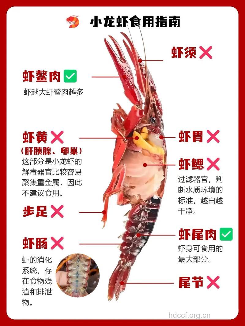 小龙虾不可短时烹饪 吃了易致中毒