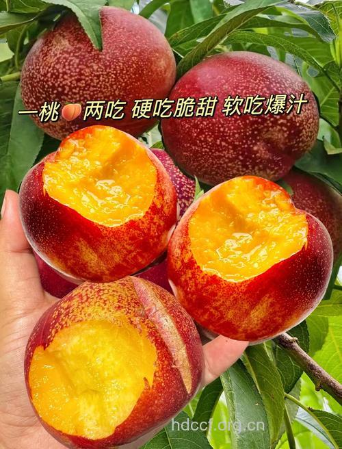 油桃一天吃几个 吃多了会怎样