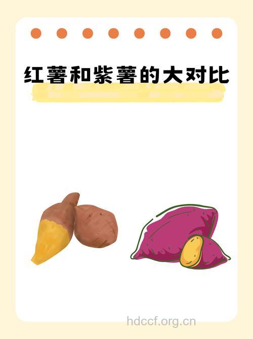 紫薯和红薯的有什么区别