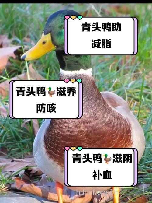 夏季吃鸭肉的好处 消暑解热