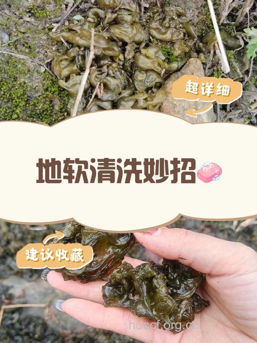 如何清洗地皮菜 要干净就得这样洗