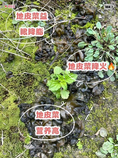 地皮菜的营养价值 常吃可降脂降火