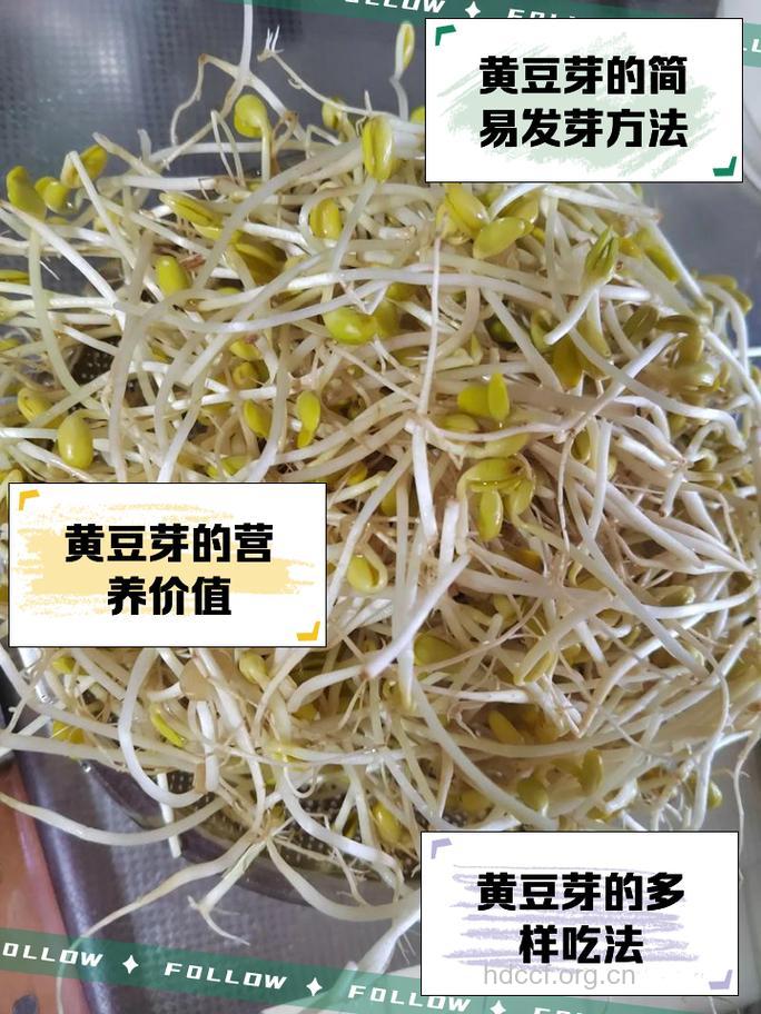 开春第一吃 黄豆芽的食用价值