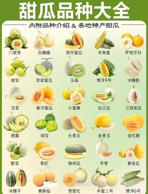 甜瓜有什么营养 这五种很强大