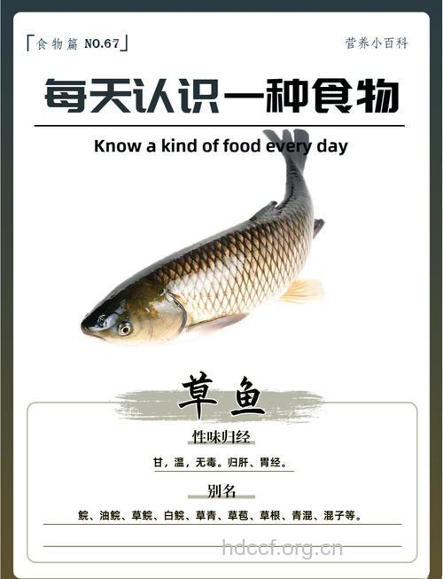 草鱼的营养功效竟有这四种