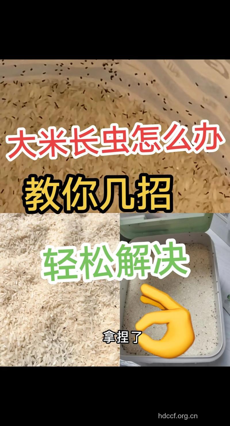 大米长虫了怎么办