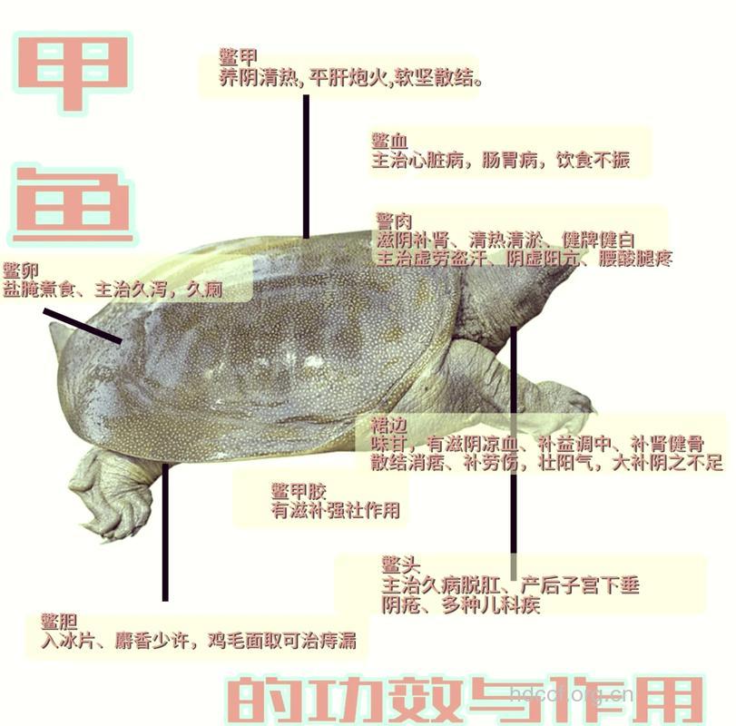 盘点鳖的四大营养功效