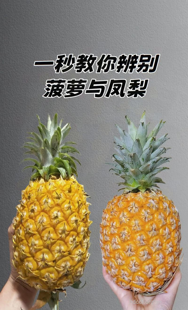 凤梨和菠萝的区别是什么