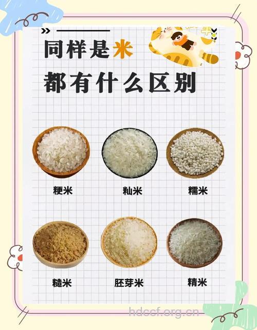 关于米饭的六大“最”