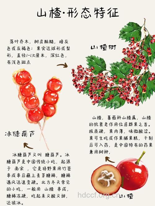 冰糖葫芦的来历