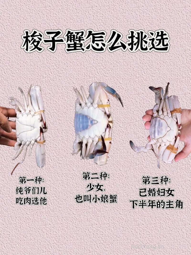 教你如何挑选各种螃蟹