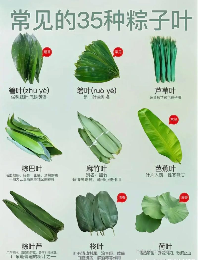 粽子叶是什么叶