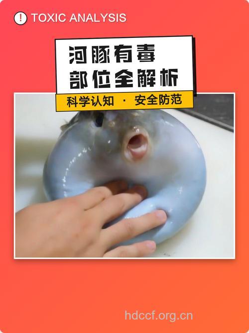 河豚哪里有毒 河豚最毒的部分