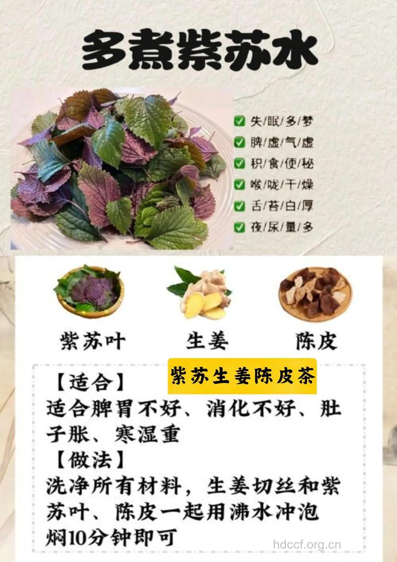 紫苏的妙处:解暑预风寒防感冒
