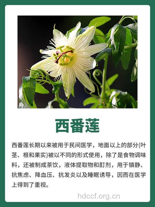西番莲的食用价值有哪些