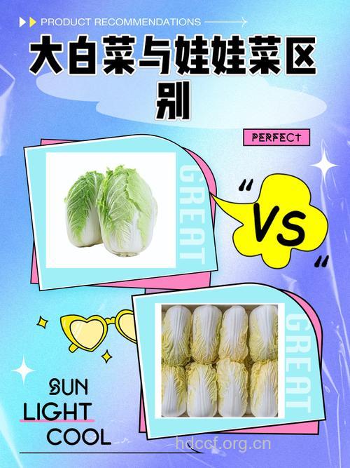 如何辨别娃娃菜的真假