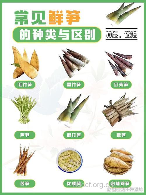 教你鉴别笋的质量