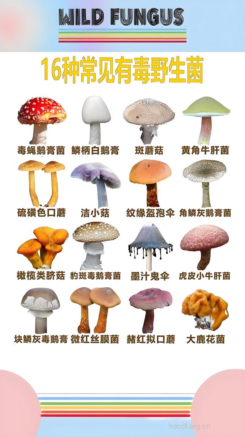 有毒蘑菇的五种鉴别方式