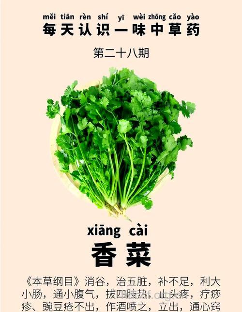 香菜有哪些营养价值与功效