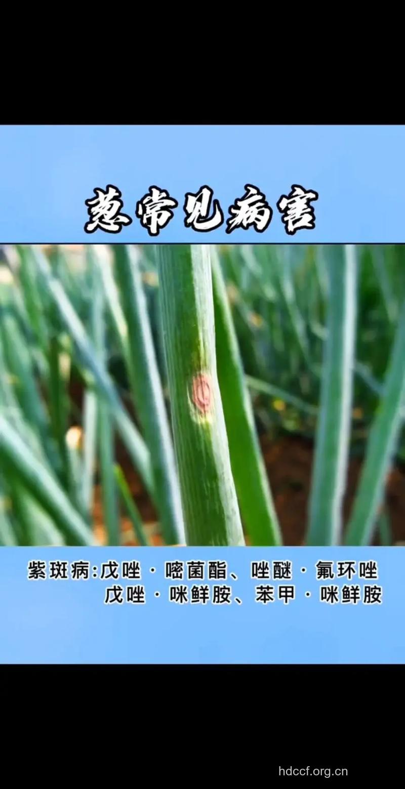 你知道吗 一根葱治好了5种病