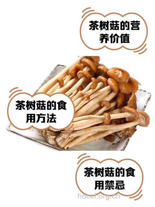 茶树菇的营养价值与功效 推荐4种做法