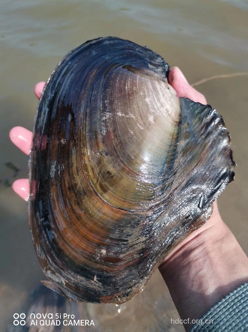 河蚌