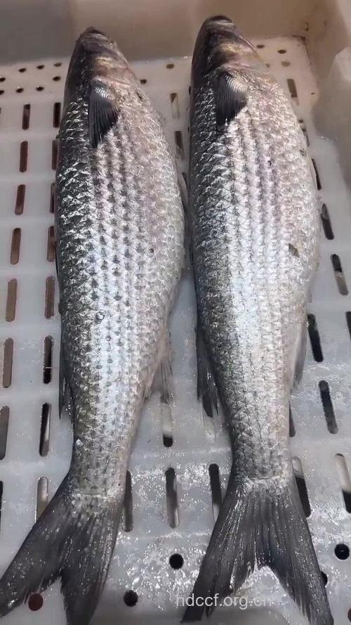 鲻鱼