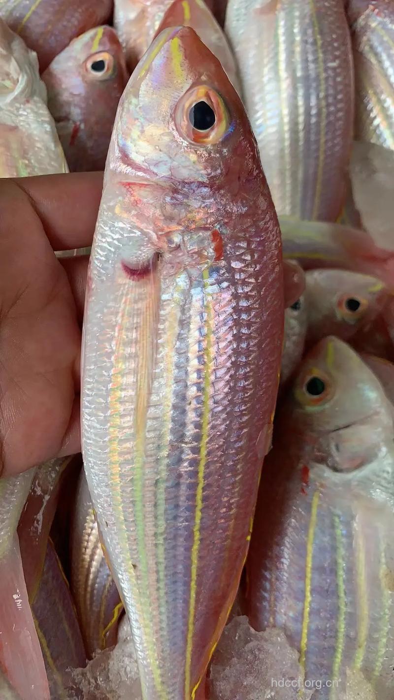 红衫鱼