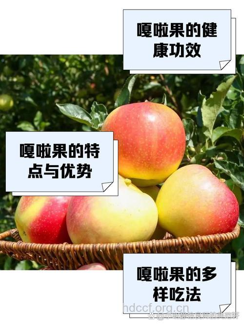 苹果中的战斗果!嘎啦果的7大功效