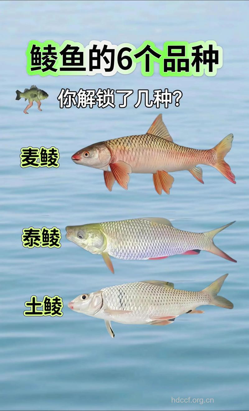鲮鱼