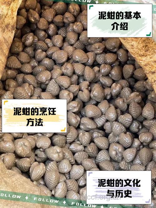 泥蚶