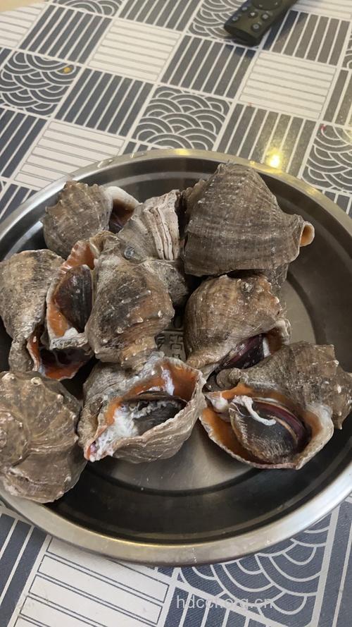 海螺