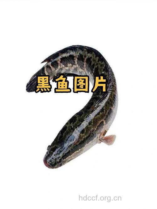 黑鱼