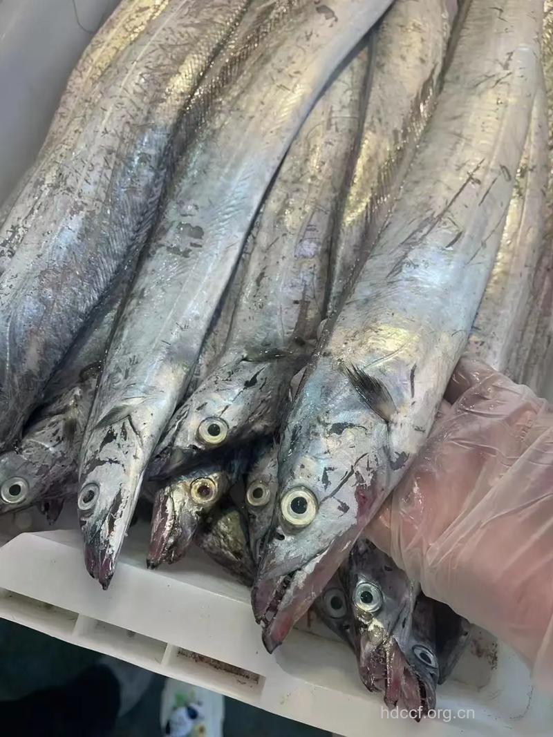 带鱼（食物百科）