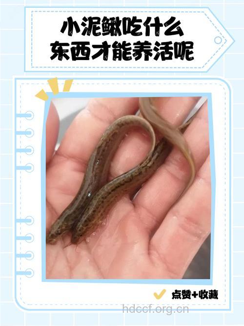 泥鳅(食物百科)
