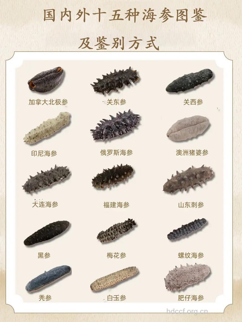 海参（食物百科）