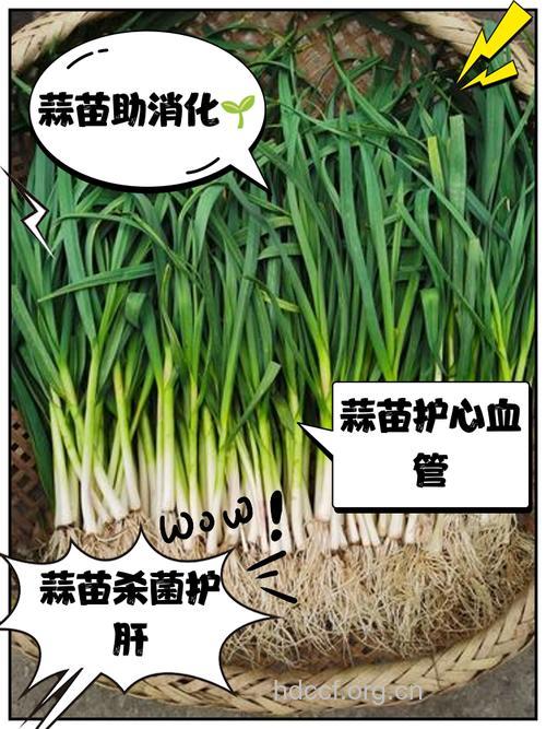 发芽大蒜竟然有这样神奇的功效