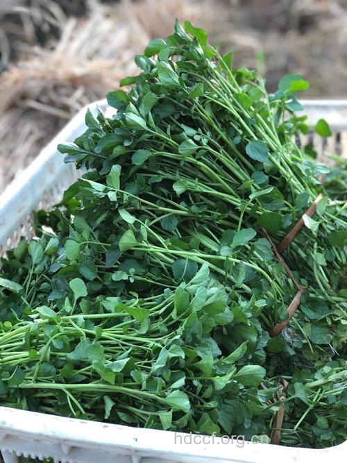 豆瓣菜
