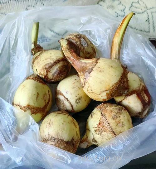 慈菇