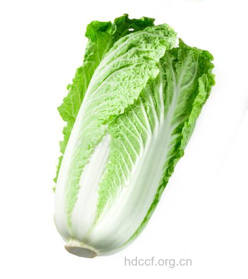 大白菜