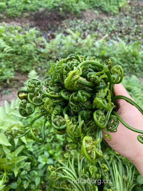 蕨菜