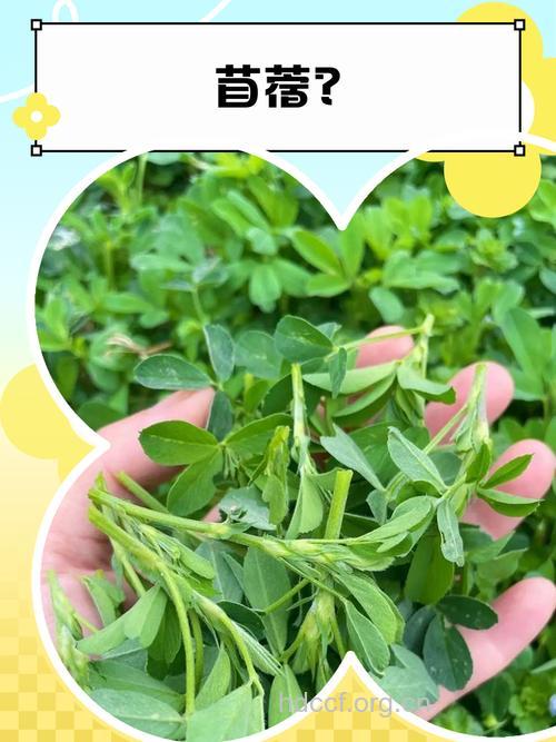 苜蓿