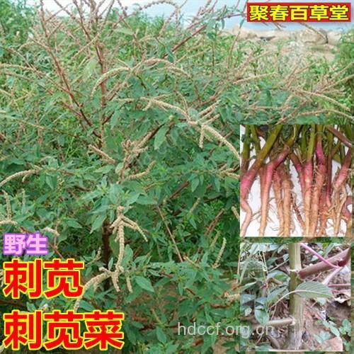 野苋菜(假苋菜)