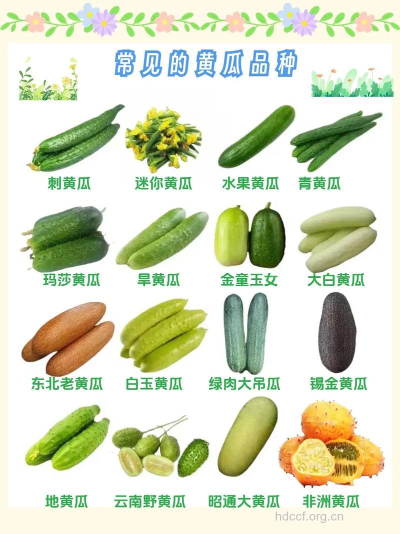 黄瓜（食物百科）